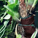 Wacool Rainforest Plant Cotton L - hydrolon