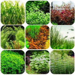 Eco Plant Easy Set 8+1 - zestaw roślin łatwych w hodowli
