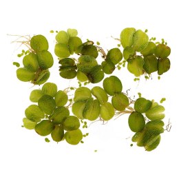 Eco Plant - Salvina Natans - roślina pływająca