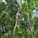 Tropical Forest - Vine's Monkey Ladder - liana naturalna 25cm