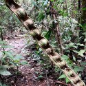 Tropical Forest - Vine's Monkey Ladder - liana naturalna 25cm