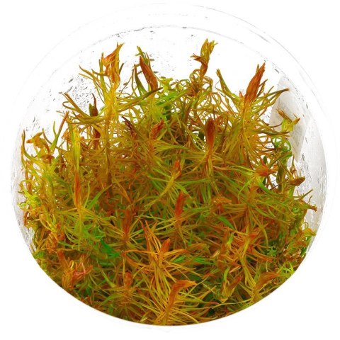 Eco Plant - Rotala Vietnam - InVitro mały kubek