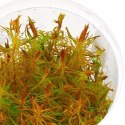 Eco Plant - Rotala Vietnam - InVitro mały kubek