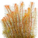 Eco Plant - Rotala Vietnam - InVitro mały kubek