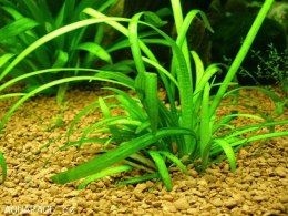 Eco Plant - Sagittaria Subulata - InVitro mini kubek