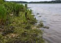 Eco Plant - Sagittaria Subulata - InVitro mini kubek