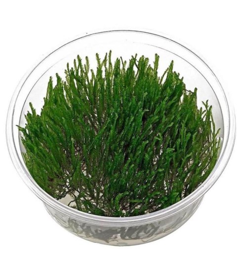 Eco Plant - Taxiphyllum sp. 'Spiky Moss' - InVitro mały kubek