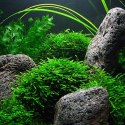 Eco Plant - Taxiphyllum sp. 'Spiky Moss' - InVitro mały kubek