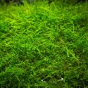 Eco Plant - Taxiphyllum sp. 'Spiky Moss' - InVitro mały kubek