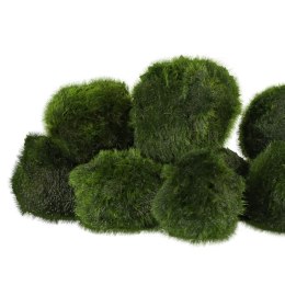 Eco Plant Marimo Ball Moss - gałęzatka 5 - 7cm