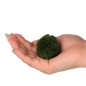 Eco Plant Marimo Ball Moss - gałęzatka 5 - 7cm