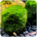 Eco Plant Marimo Ball Moss - gałęzatka 5 - 7cm