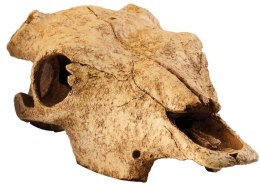 EXO TERRA Buffalo Skull (czaszka bawoła)