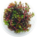 Eco Plant - Rotala Rotundifolia - InVitro mały kubek