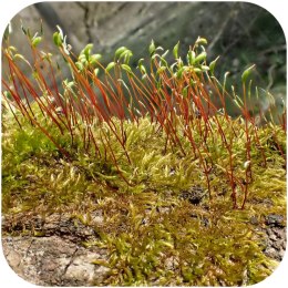 Eco Plant - Amblystegium serpens - mech tropikalny
