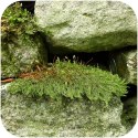 Eco Plant - Amblystegium serpens - mech tropikalny