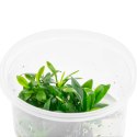 Eco Plant - Anubias Micro Pangolino - Invitro mały kubek