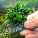 Eco Plant - Anubias Micro Pangolino - Invitro mały kubek