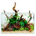 Eco Plant - Anubias Micro Pangolino - Invitro mały kubek