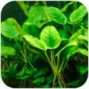 Eco Plant - Anubias Nana Bonsai - Invitro mały kubek