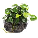 Eco Plant - Anubias Nana Bonsai - Invitro mały kubek