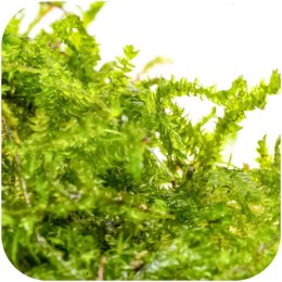 Eco Plant - China Moss - InVitro mały kubek
