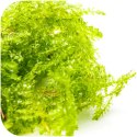 Eco Plant - China Moss - InVitro mały kubek