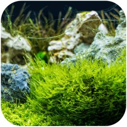 Eco Plant - Christmas Moss - InVitro mały kubek