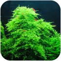 Eco Plant - Christmas Moss - InVitro mały kubek