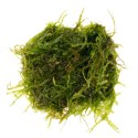 Eco Plant - Peacock Moss - InVitro mały kubek