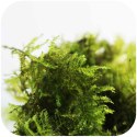 Eco Plant - Peacock Moss - InVitro mały kubek