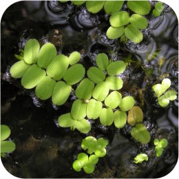 Eco Plant - Salvina Natans - roślina pływająca mały kubek
