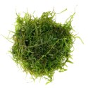 Eco Plant - Spiky Moss - InVitro mały kubek