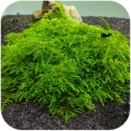Eco Plant - Spiky Moss - InVitro mały kubek