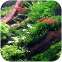 Eco Plant - Spiky Moss - InVitro mały kubek