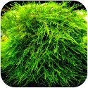 Eco Plant - Spiky Moss - InVitro mały kubek