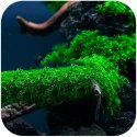 Eco Plant - Weeping Moss - InVitro mały kubek