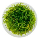 Eco Plant - Weeping Moss - InVitro mały kubek