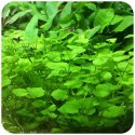 Eco Plant - Cardamine Lyrata - InVitro mały kubek