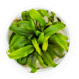 Eco Plant - Cryptocoryne Undulata 'green' - InVitro mały kubek