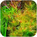 Eco Plant - Didiplis Diandra - InVitro mały kubek