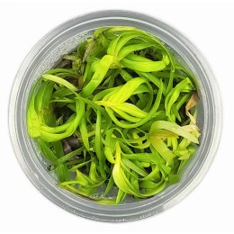 Eco Plant - Eichhornia Azurea - InVitro mały kubek
