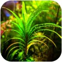 Eco Plant - Eichhornia Azurea - InVitro mały kubek