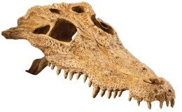 EXO TERRA Crocodile Skull (czaszka krokodyla)