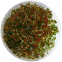 Yokuchi Roślina InVitro - Ludwigia Mini Super Red