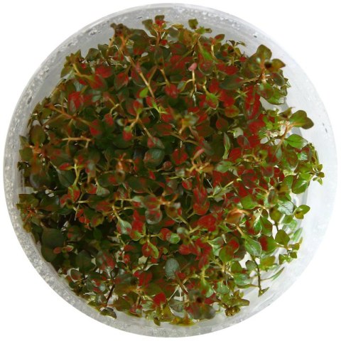 Yokuchi Roślina InVitro - Ludwigia Mini Super Red