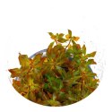 Yokuchi Roślina InVitro - Ludwigia Mini Super Red