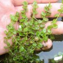 Yokuchi Roślina InVitro - Micranthemum Umbrosum