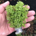 Yokuchi Roślina InVitro - Micranthemum Umbrosum