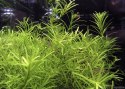 Yokuchi Roślina InVitro - Rotala Nanjenshan